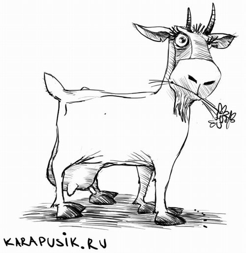 Рисунок козы